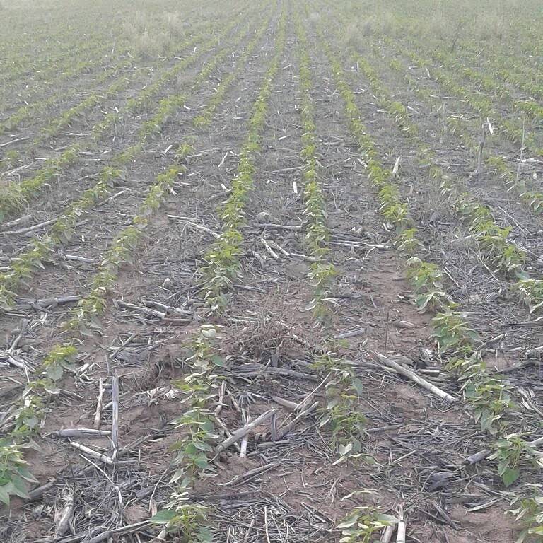 CAMPO PARA EXPLOTACIÓN AGRÍCOLA Y GANADERO — imagen 6