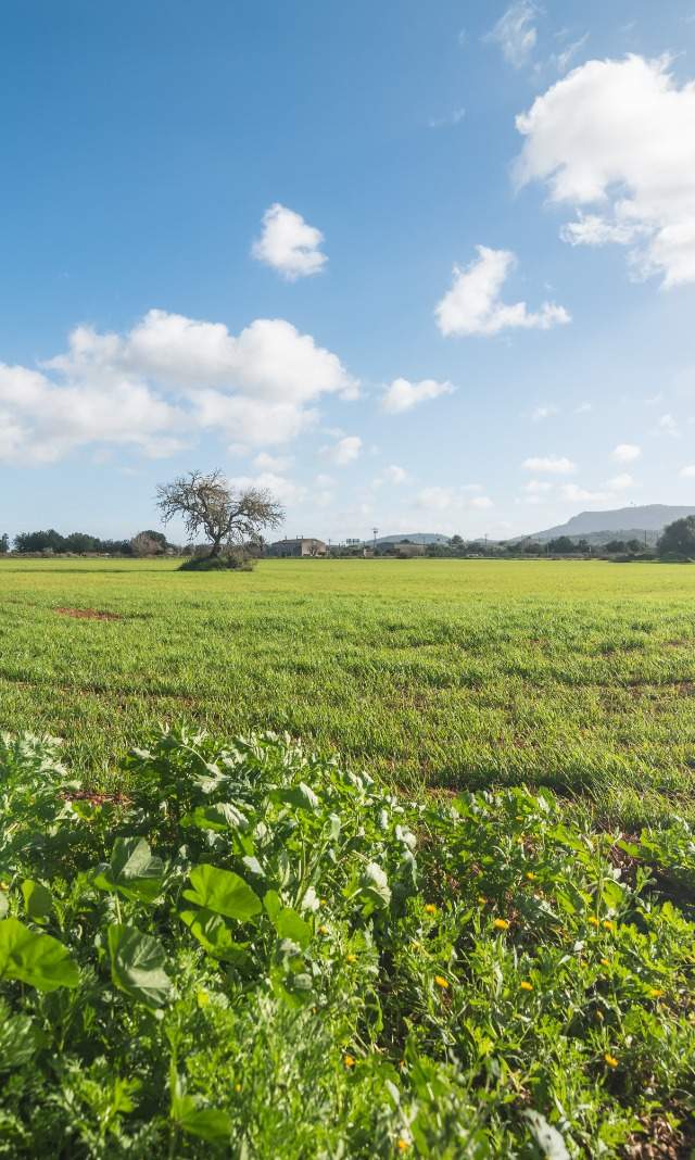 Finca Histórica en Algaida, Mallorca — imagen 5