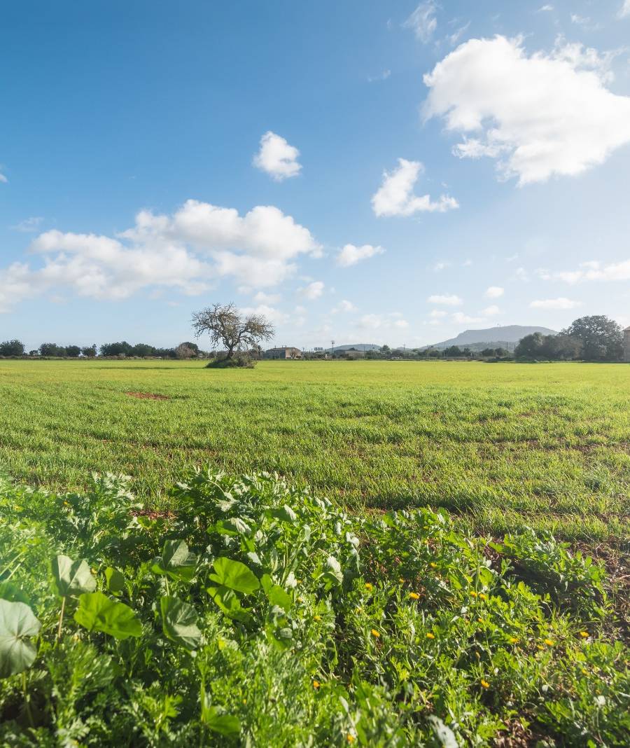 Finca Histórica en Algaida, Mallorca — imagen 5